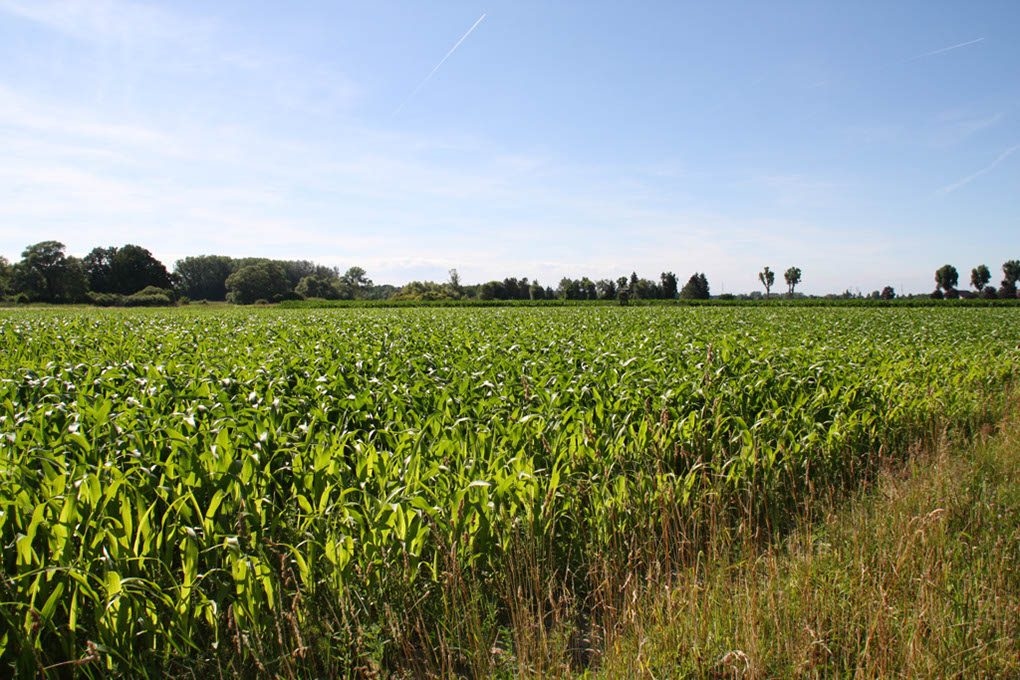 %_tempFileName180623_courses-nature-235%
