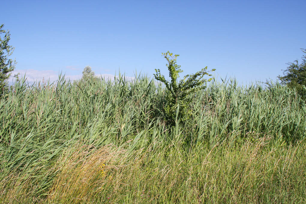 %_tempFileName180623_courses-nature-236%