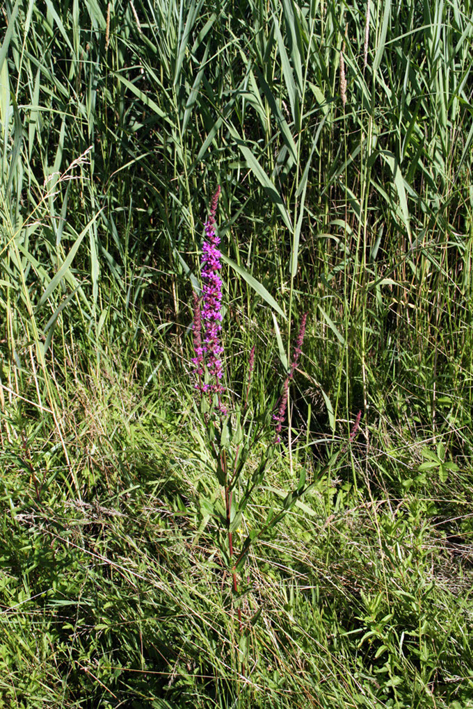 %_tempFileName180623_courses-nature-564%