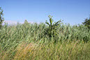 %_tempFileName180623_courses-nature-236%