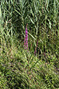 %_tempFileName180623_courses-nature-564%